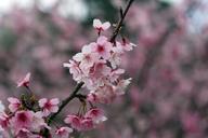 cherry-blossoms-wulai-taiwan-958839.jpg