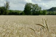 wheat-field-landscape-summer-885029.jpg