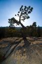 yosemite-national-park-pine-conifer-293773.jpg