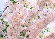 Pink-cherry-flowers-blooming-in-springtime.jpg