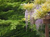 wisteria-wisteria-trellis-flowers-739224.jpg