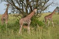 giraffe-safari-animal-wildlife-862795.jpg