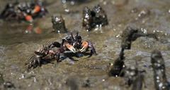 crab-mud-river-crustacean-nature-951360.jpg