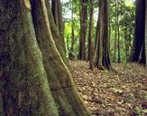 woods-big-sur-trees-california-671026.jpg