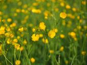 buttercup-pointed-flower-flowers-1260810.jpg