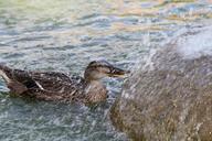 duck-wet-water-bird-nature-swim-1037488.jpg