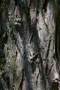 bark-log-robinia-common-maple-141571.jpg