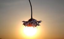 sunset-silhouette-east-flower-sun-877882.jpg