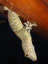 gecko-lizard-animal-reptile-484173.jpg