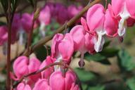 bleeding-hearts-flower-petal-bloom-433290.jpg