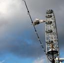 flight-bird-london-eye-london-sky-273928.jpg