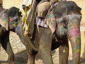 elephant-india-travel-rajasthan-506314.jpg