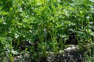 carrots-carrot-plant-garden-1595308.jpg