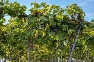 vines-wine-winegrowing-grapevine-928528.jpg