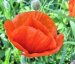 red-poppy-flower-summer-garden-602447.jpg