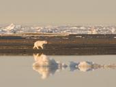 polar-bear-bear-wilderness-walking-912112.jpg