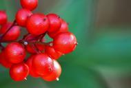 berries-red-fruit-nandina-food-66995.jpg