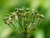 onion-blossom-blossom-bloom-faded-167269.jpg