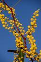 acacia-wattle-flowers-yellow-415538.jpg