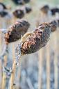 sunflowers-fall-harvest-season-1109911.jpg