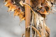 sunflowers-fall-harvest-season-1109913.jpg