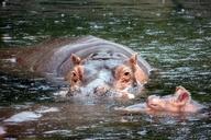 hippopotamus-hippo-baby-water-big-1136074.jpg