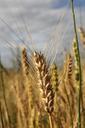 agriculture-bread-cereals-close-up-87909.jpg