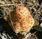 mushroom-fungi-toadstool-poison-56601.jpg