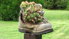 shoe-plant-deco-age-shoe-houseleek-566719.jpg