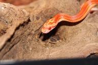 corn-snake-snake-snakes-terraristik-245648.jpg