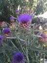 artichoke-flower-flowerhead-flora-1662137.jpg