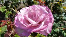 purple-rose-blossom-purple-rose-905828.jpg