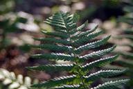 fern-undergrowth-polypody-fern-leaf-1439381.jpg