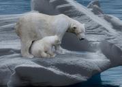 polar-bear-polar-bears-predator-709682.jpg