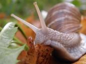 snail-shell-land-snail-snail-shells-193614.jpg