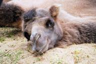 camel-dromedary-head-face-resting-348751.jpg