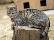 cat-tabby-grey-feline-cute-946548.jpg