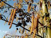 swamp-ash-spring-nature-672132.jpg