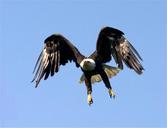 bald-eagle-flight-nature-bird-529060.jpg