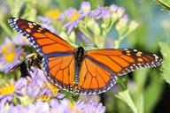 monarch-butterfly-insect-orange-780177.jpg