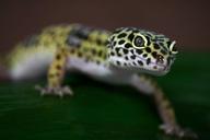 gecko-lizard-leoperdgecko-nature-515496.jpg