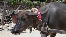 buffalo-hackery-okinawa-682665.jpg