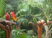 feathers-parrot-bird-547047.jpg