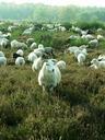 sheep-heide-flock-pasture-504534.jpg