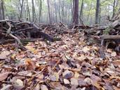 forest-floor-leaves-undergrowth-225248.jpg