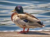 mallard-lake-bird-nature-duck-550703.jpg