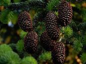 cone-fir-tree-forest-wood-846787.jpg