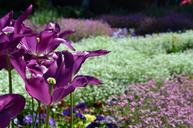 violet-white-tulip-planting-bed-1379496.jpg