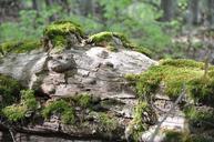 undergrowth-foam-wood-1393871.jpg