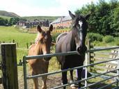 animals-fields-outdoors-horses-217555.jpg